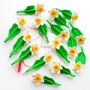 Narcise - martisoare brose