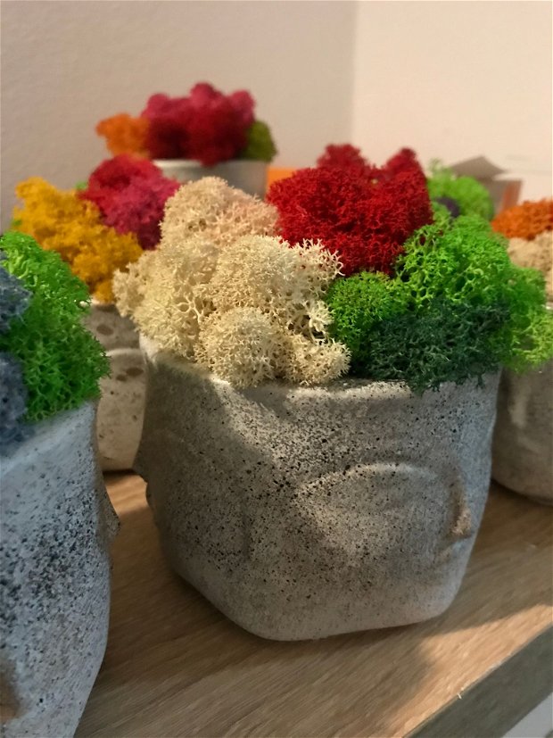 Ghiveci decorativ cu licheni