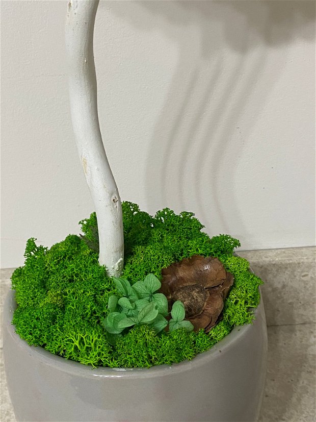 Copacel in vas ceramic cu licheni stabilizati multicolori