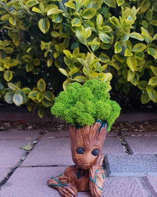 Groot, I am groot, cu licheni stabilizati