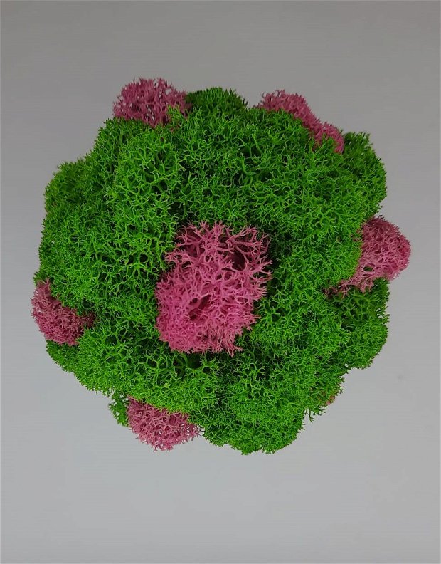 Copacel inflorit din licheni, verde cu roz