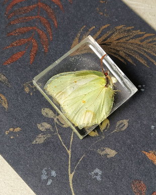 Fluture in rășină