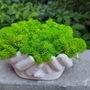 Aranjament, ghiveci decorativ Mâini, cu licheni naturali