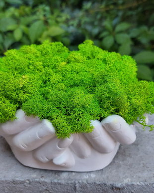 Aranjament, ghiveci decorativ Mâini, cu licheni naturali