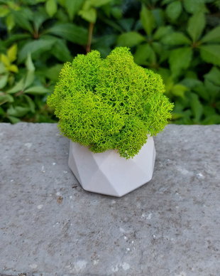Mini ghiveci cu licheni naturali