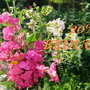 REDUCERE 20% - FLOWER20