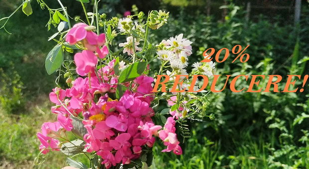 REDUCERE 20% toate produsele - FLOWER20