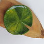 Farfurioara frunza de nufar