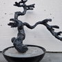 Trunchi bonsai 2