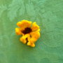 Brosa impaslita