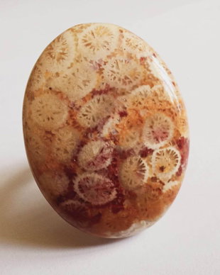 Coral Fossil Agatizat