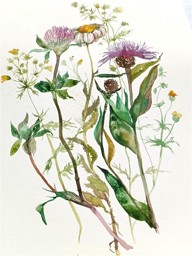 Tablou Studiu Botanic. Plante medicinale. Pictura autentica de toamnă. Nature and Colors Collection