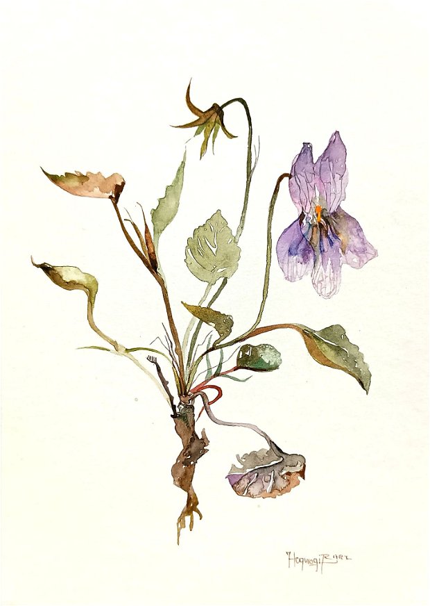 Tablou Toporași. Studiu botanic. Arta Ta. Pictura autentica de toamnă în acuarelă. Nature and Colors Collection