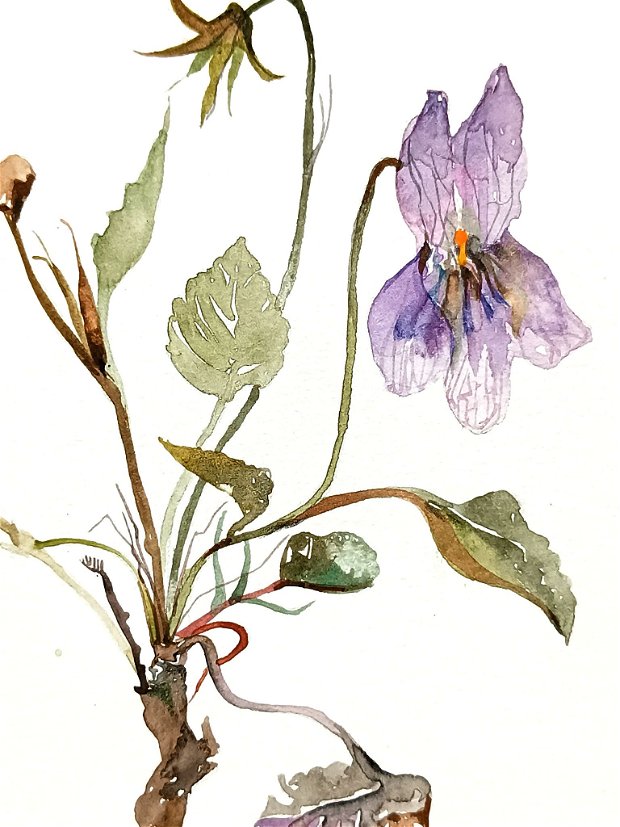 Tablou Toporași. Studiu botanic. Arta Ta. Pictura autentica de toamnă în acuarelă. Nature and Colors Collection