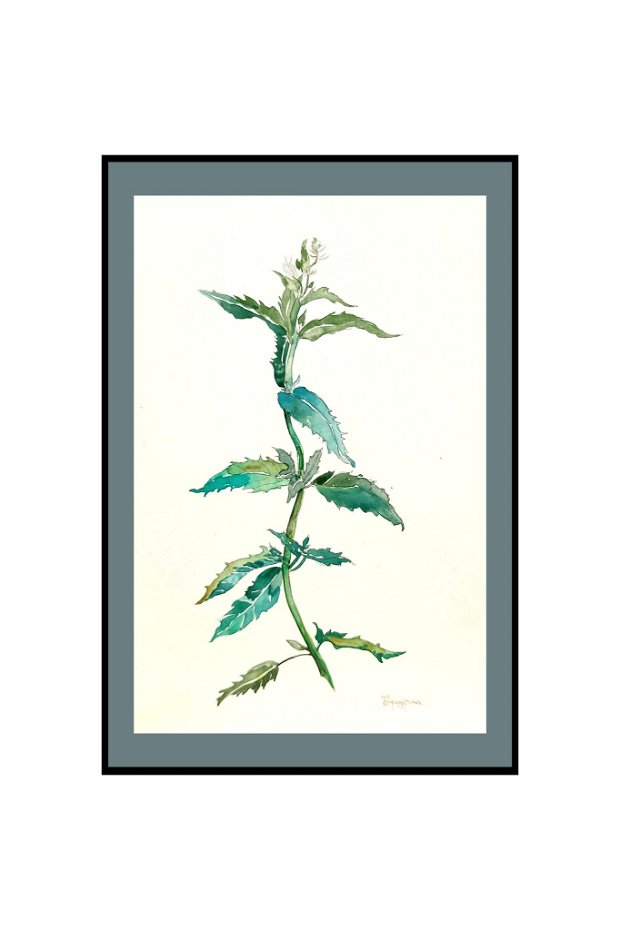 Tablou Studiu Botanic. Mentha. Pictura autentica de toamnă în acuarelă. Nature and Colors Collection
