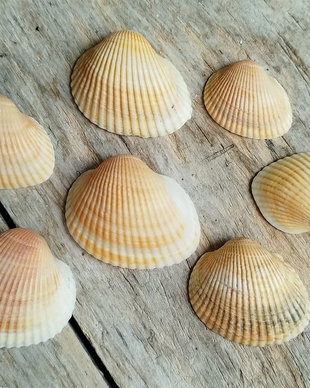 Set 7 scoici - "Scoicus portocalius"