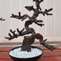 Blank bonsai
