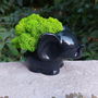 Elefantel Feng-Shui, cu licheni naturali