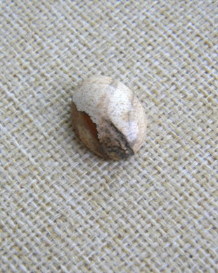Caboson picture jasper (F28-1)