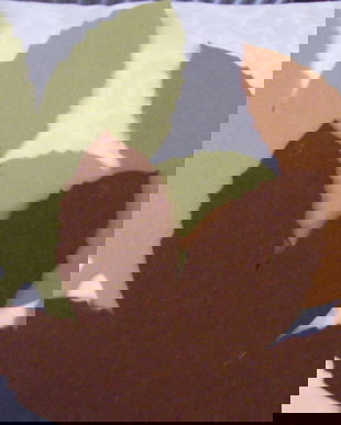 set 3 frunze decor toamna