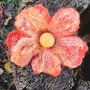 Brosa impaslita