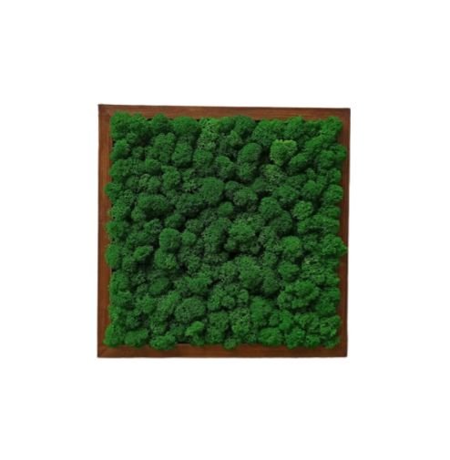 Tablou din licheni 30x30 cm