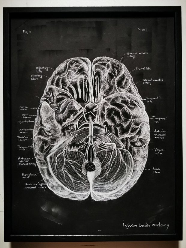 Anatomia Umana - Creierul