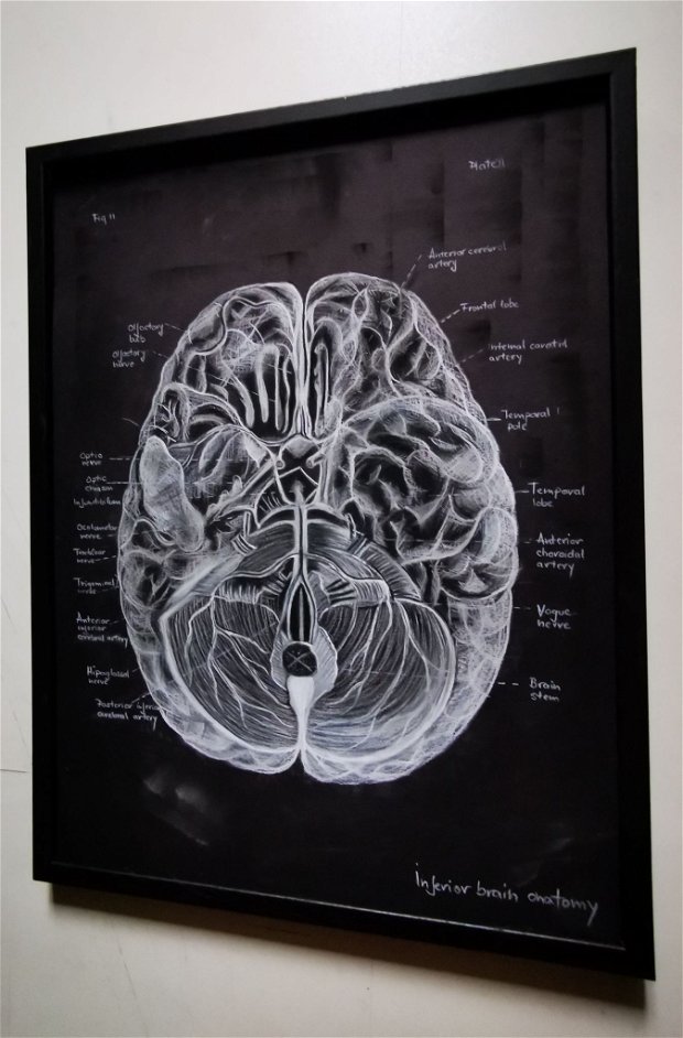 Anatomia Umana - Creierul