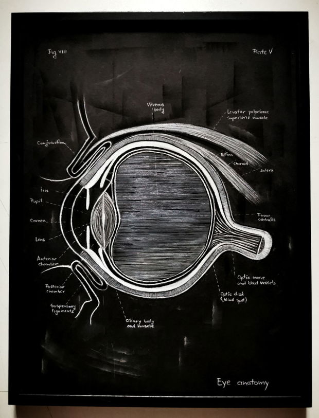 Anatomia Umana - Ochiul