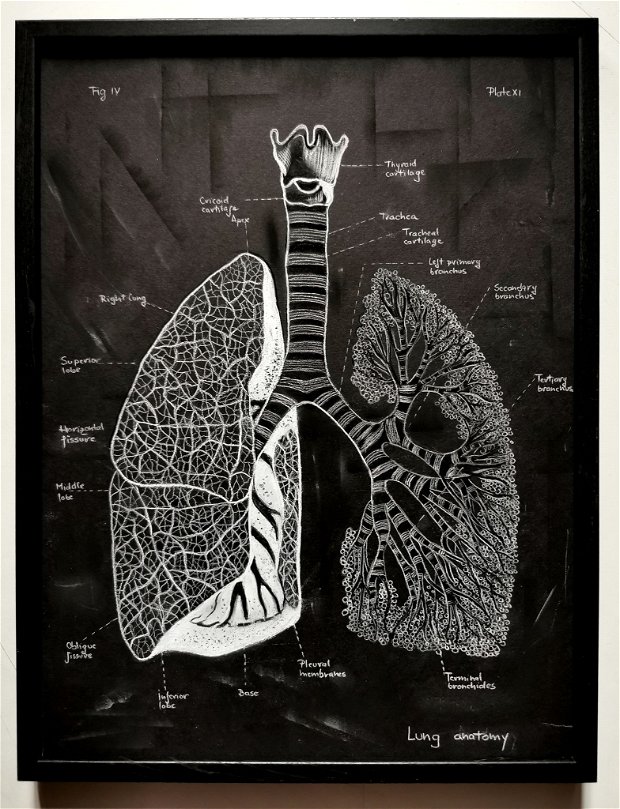 Anatomia Umana - Plamanii