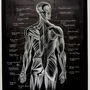 Anatomia Umana - Mușchii spatelui