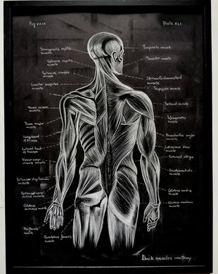 Anatomia Umana - Mușchii spatelui