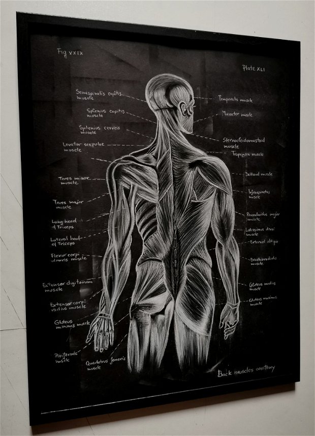 Anatomia Umana - Mușchii spatelui