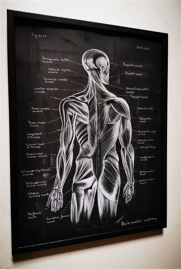 Anatomia Umana - Mușchii spatelui