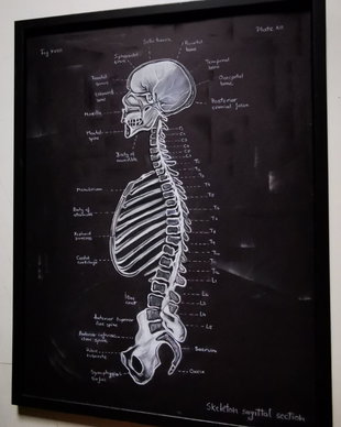 Anatomia Umana - Scheletele