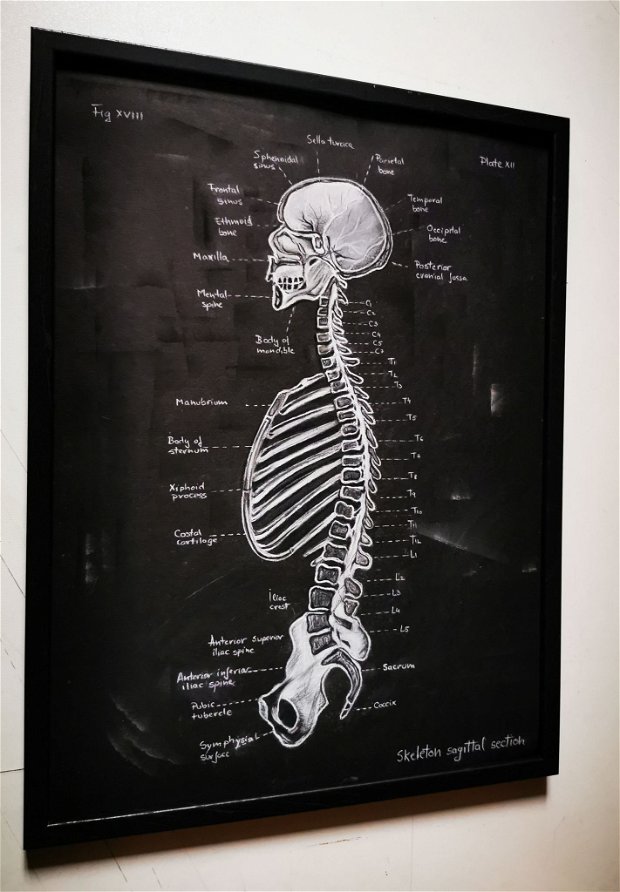 Anatomia Umana - Scheletele
