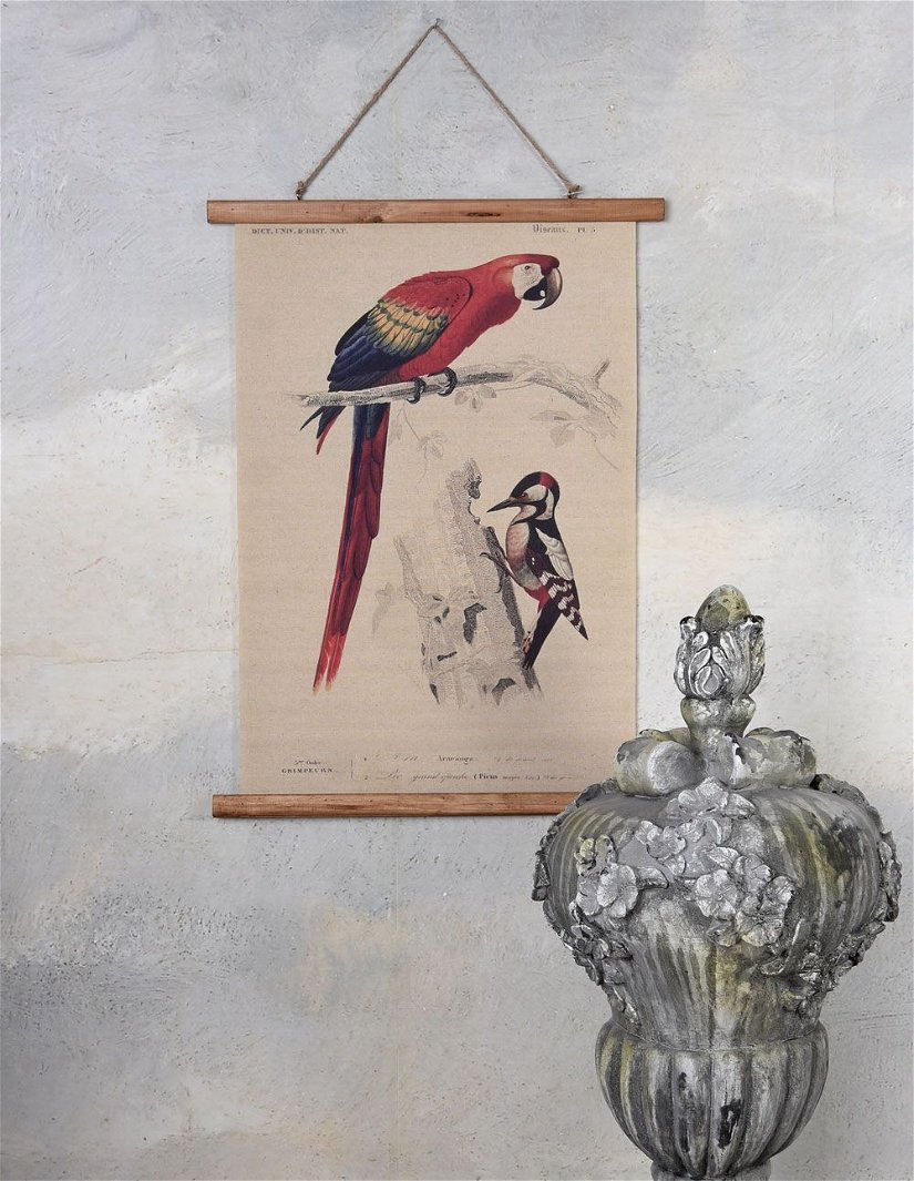 Poster mare din in cu un papagal si o ciocanitoare
