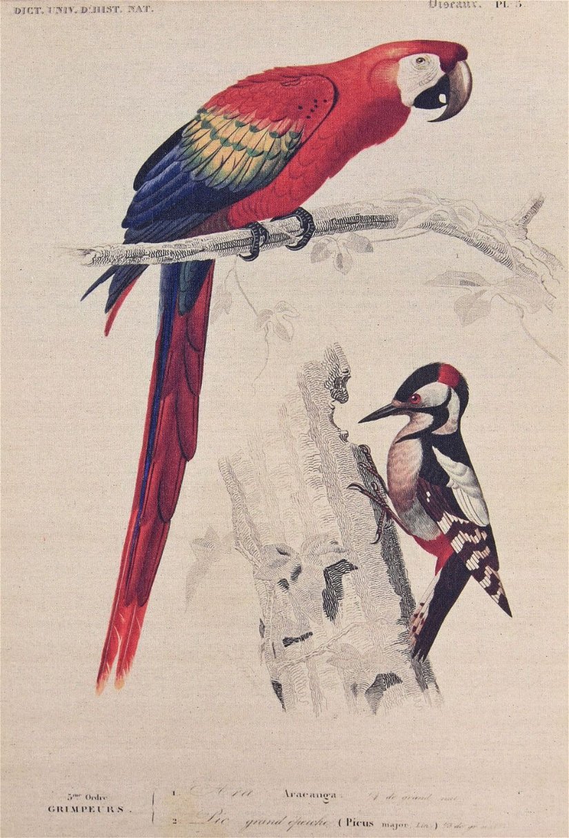 Poster mare din in cu un papagal si o ciocanitoare
