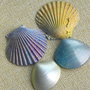 Scoici/melci - 4 buc. (PSID-LV)