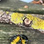 Cercei licheni
