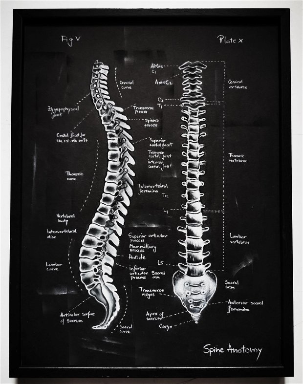 Tablou Anatomie Coloana Vertebrala