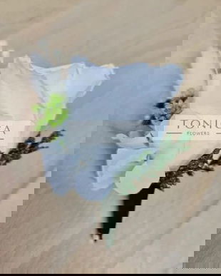 Cocarda trandafir mare