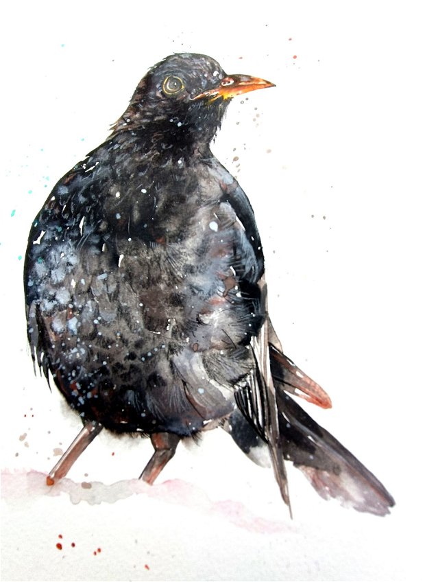 Mierlă (Turdus Merula) - Tablou, Pictura Originală în Acuarelă - Birds Collection