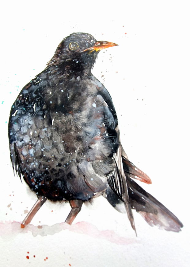 Mierlă (Turdus Merula) - Tablou, Pictura Originală în Acuarelă - Birds Collection