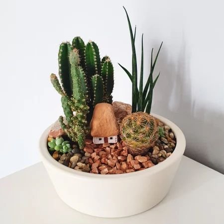 Terariu in vas de ceramica cu cactusi si suculente