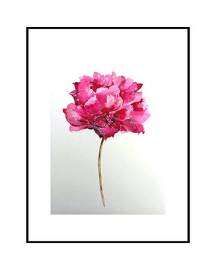 Bujor (Paeonia) - Pure Watercolor Art - Pictura în Acuarelă - Nature And Colors Collection