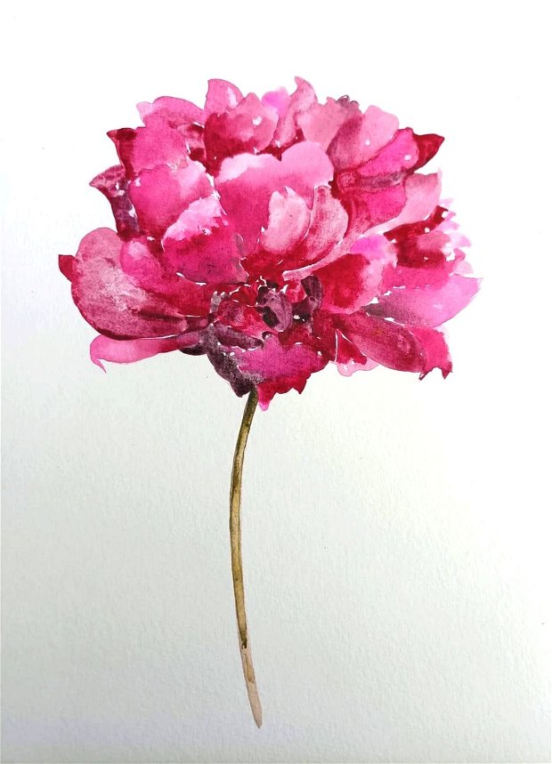 Bujor (Paeonia) - Pure Watercolor Art - Pictura Originală în Acuarelă - Nature And Colors Collection