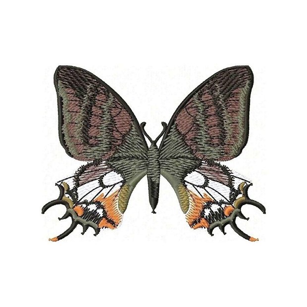 Brosa fluture exotic madagascar