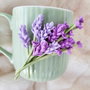 Cana: Lavanda