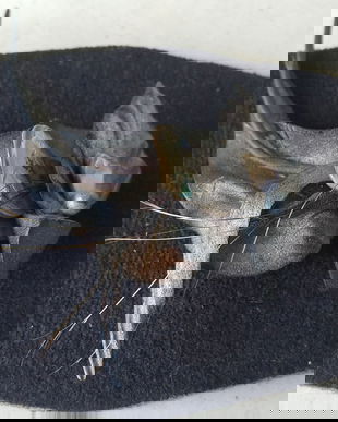 BROSA DEOSEBITA LUCRATA MANUAL DIN PIELE